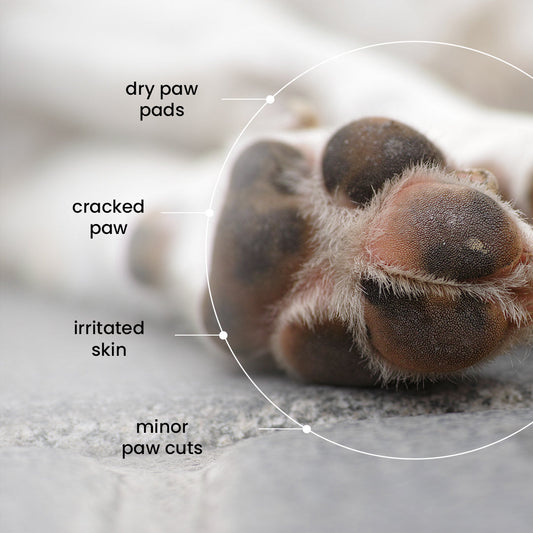 Pet Paw Butter with Shea Butter, Mango Butter & Lavender Essential Oil for Dogs & Cats (100g) | Moisturises, Heals & Protects Dry Paws